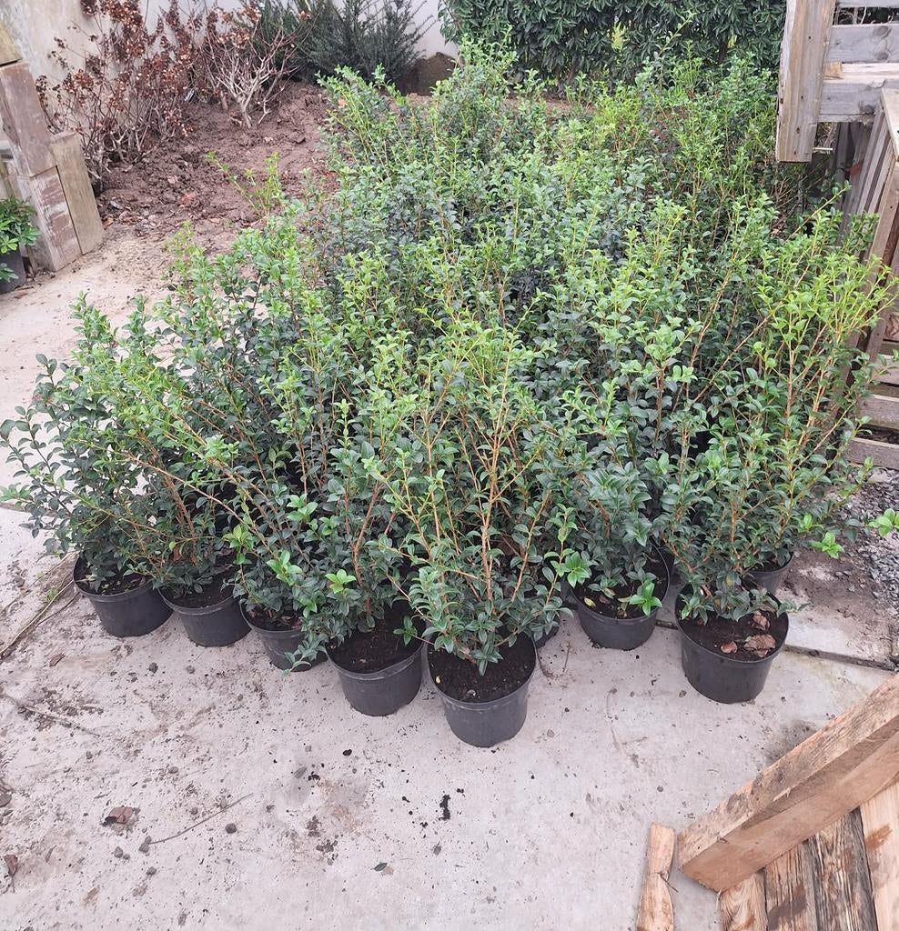 ‼️osmanthus Burkwoodii aan promoprijzen ‼️, Tuin en Terras, Planten | Struiken en Hagen, Taxus, Ophalen