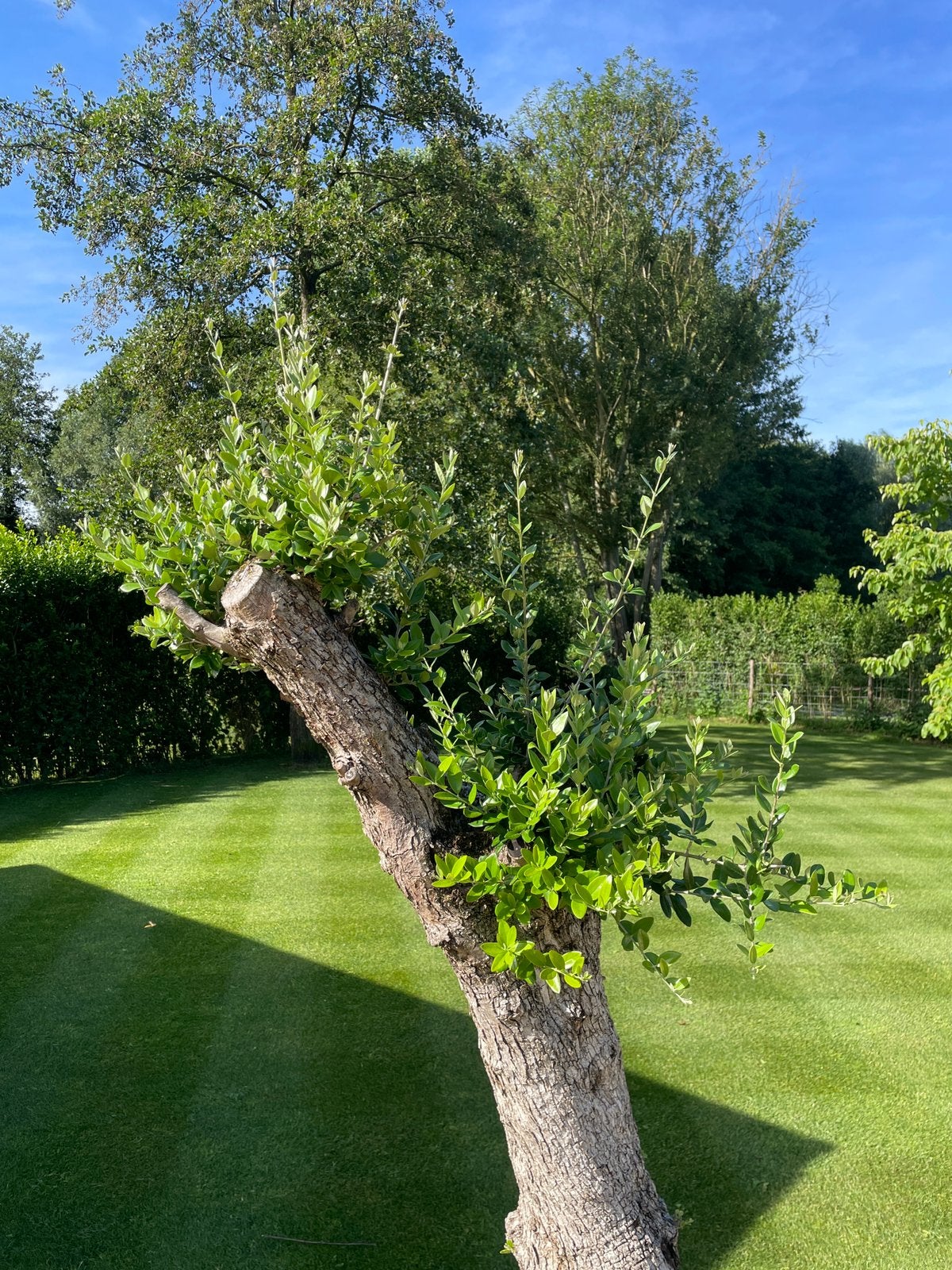 OLEA europaea - Olijfboom in pot, Ophalen, In pot, Olijfboom
