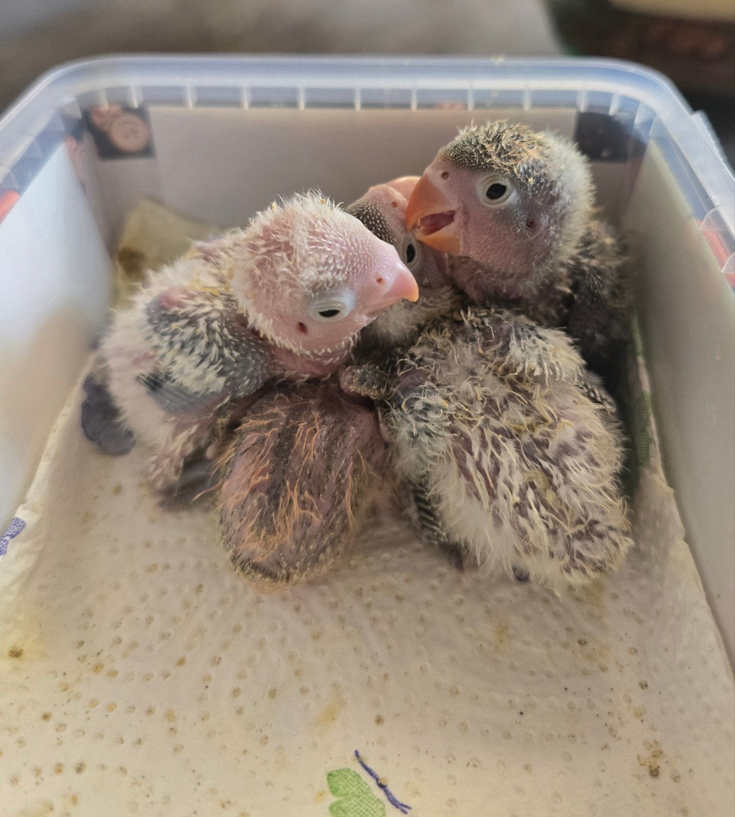 Fischeri jongen om verder tam te maken, Dieren en Toebehoren, Meerdere dieren, Dwergpapegaai of Agapornis, Geringd