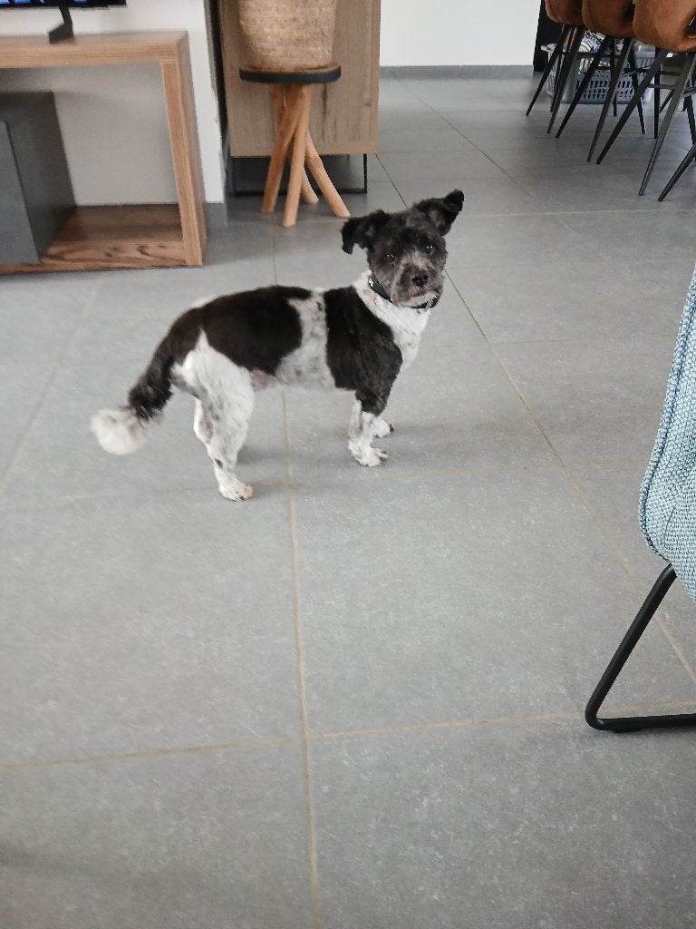 Garde chien, Enlèvement ou Envoi, Neuf, Chenil chien