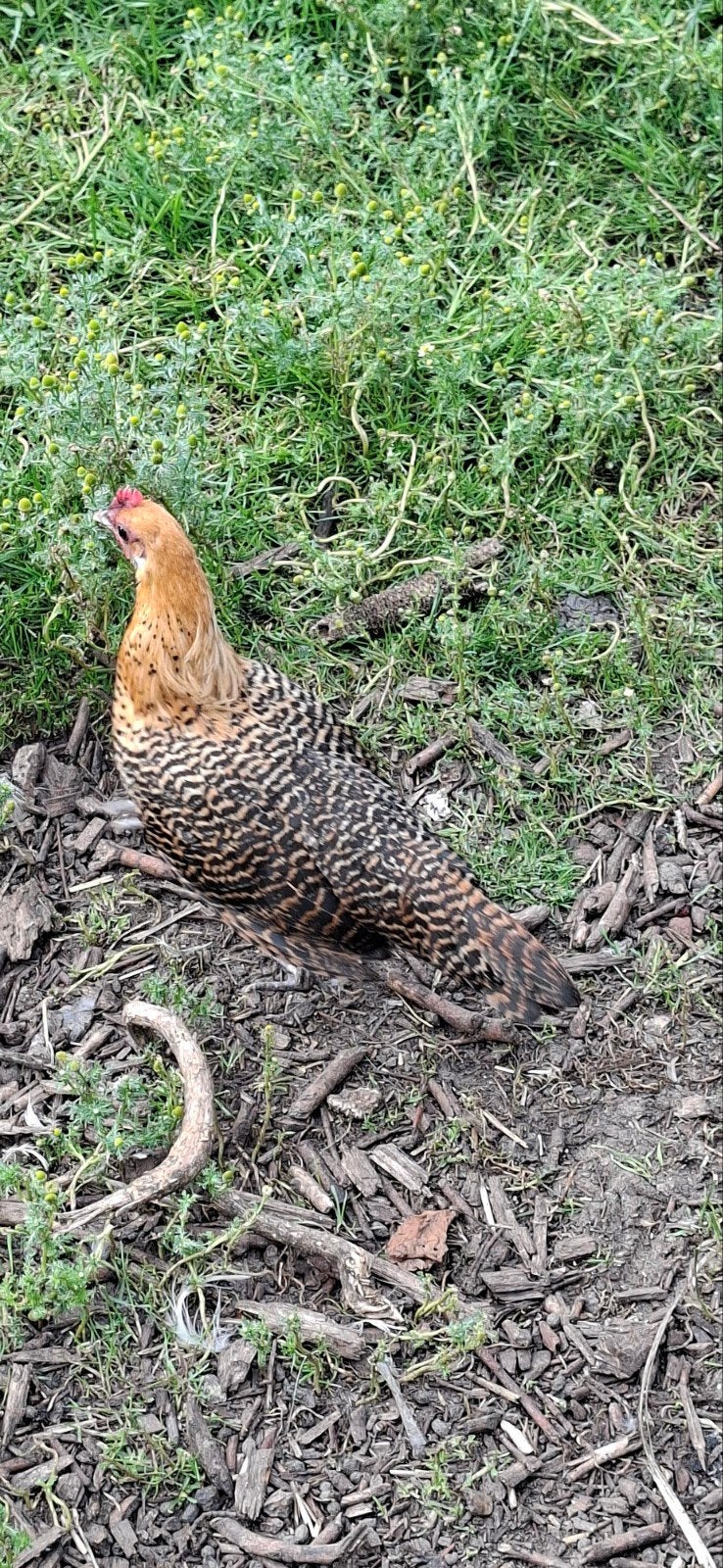 Koppel brakel kriel, Dieren en Toebehoren