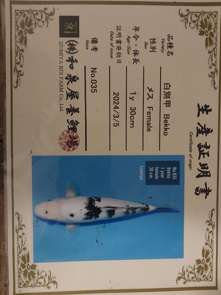 Koi, Dieren en Toebehoren