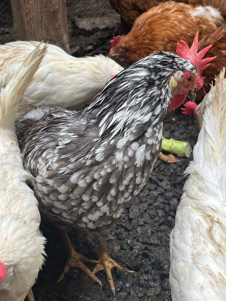 Poules Livourne en porcelaine, Femelle, Poule ou poulet