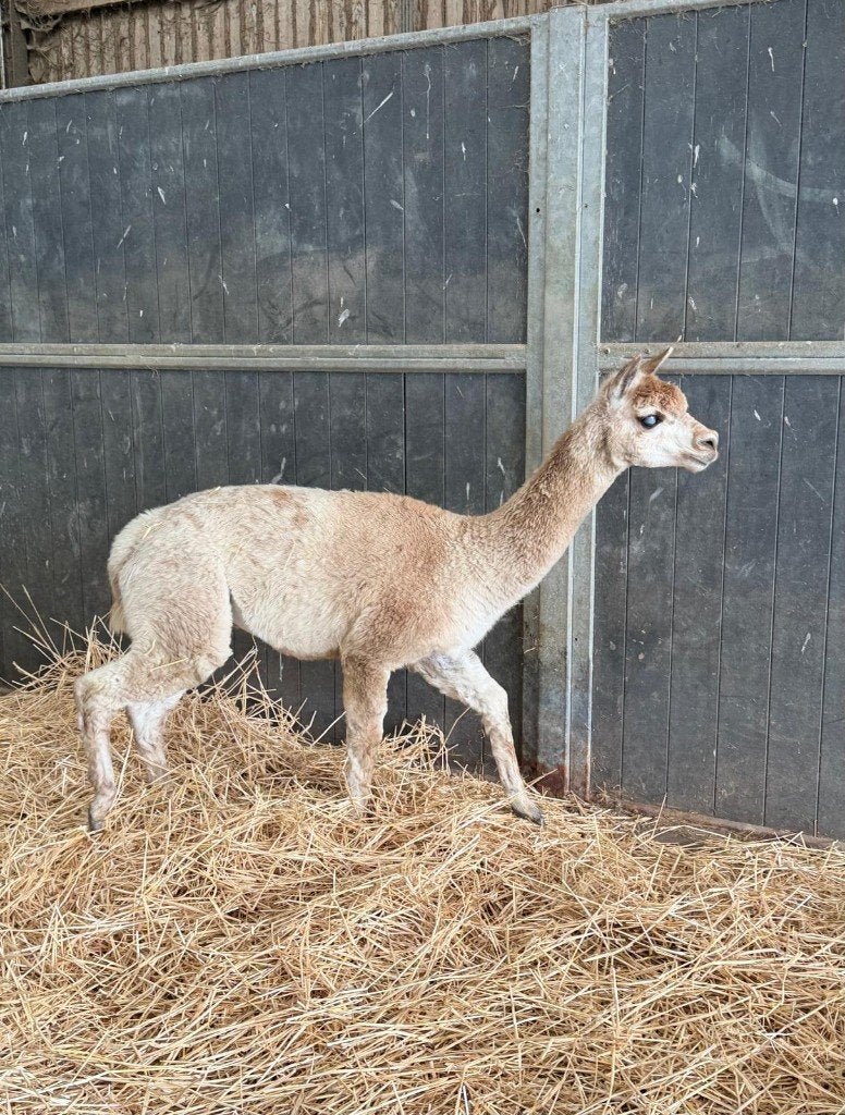 Alpaca hengst Al Youp (Varita Montaya), Dieren en Toebehoren, Mannelijk, Alpaca, 6 jaar of ouder