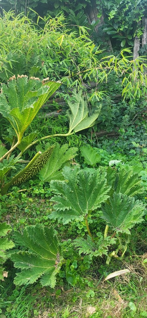 Gunera, Vaste plant, Bloeit niet, Halfschaduw, Ophalen