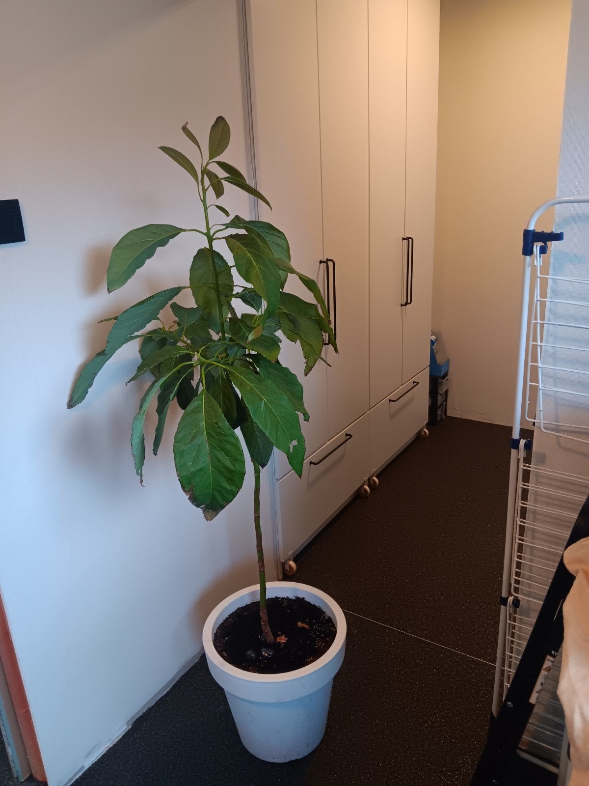 avocadoboom, Ophalen