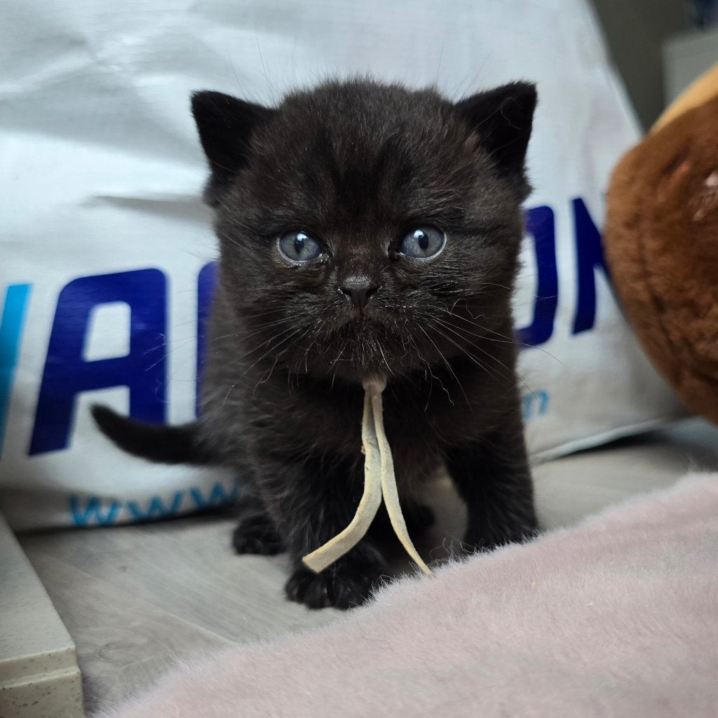 2 Britse korthaar zwarte man, Dieren en Toebehoren, Katten en Kittens | Raskatten | Korthaar, Kater, Met stamboom, 0 tot 2 jaar