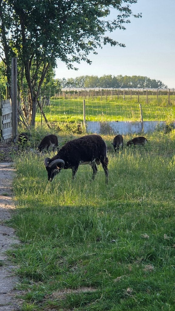 Soay ram, Dieren en Toebehoren, Schapen, Geiten en Varkens, Mannelijk, Schaap, 0 tot 2 jaar