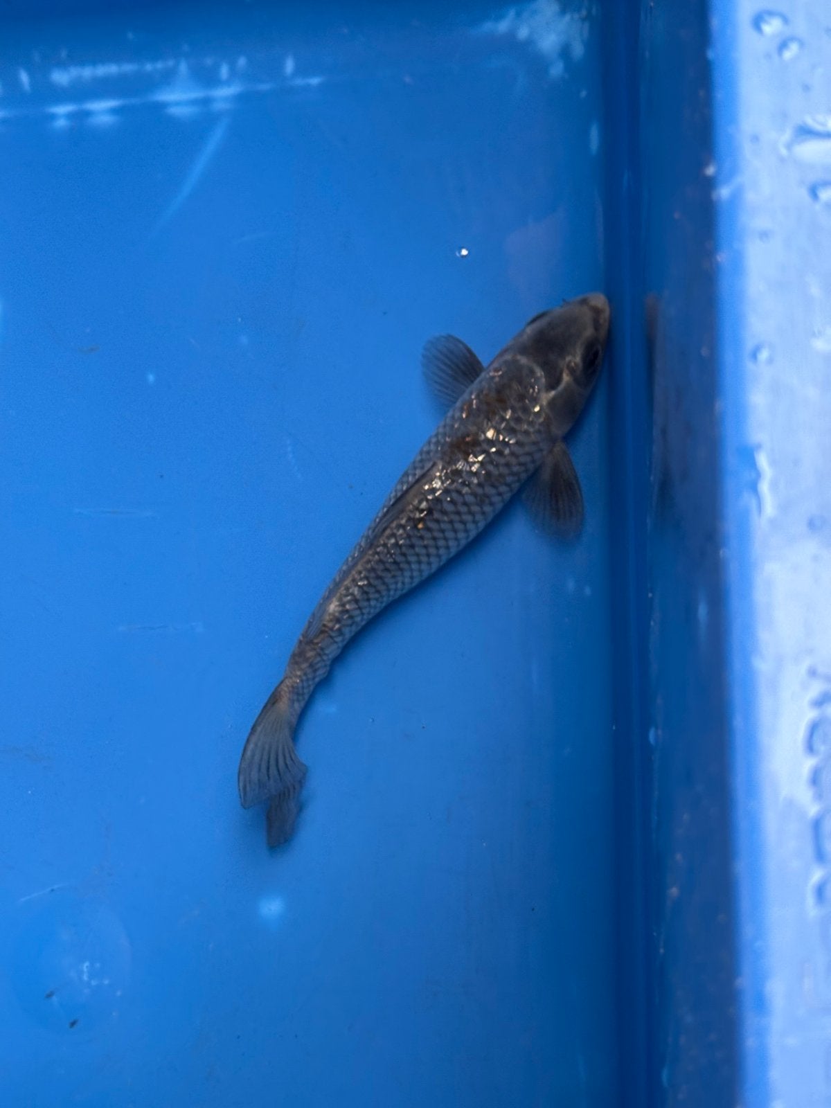 15 cm ginrin ochiba koi, Dieren en Toebehoren, Vissen | Vijvervissen, Karper of Koi