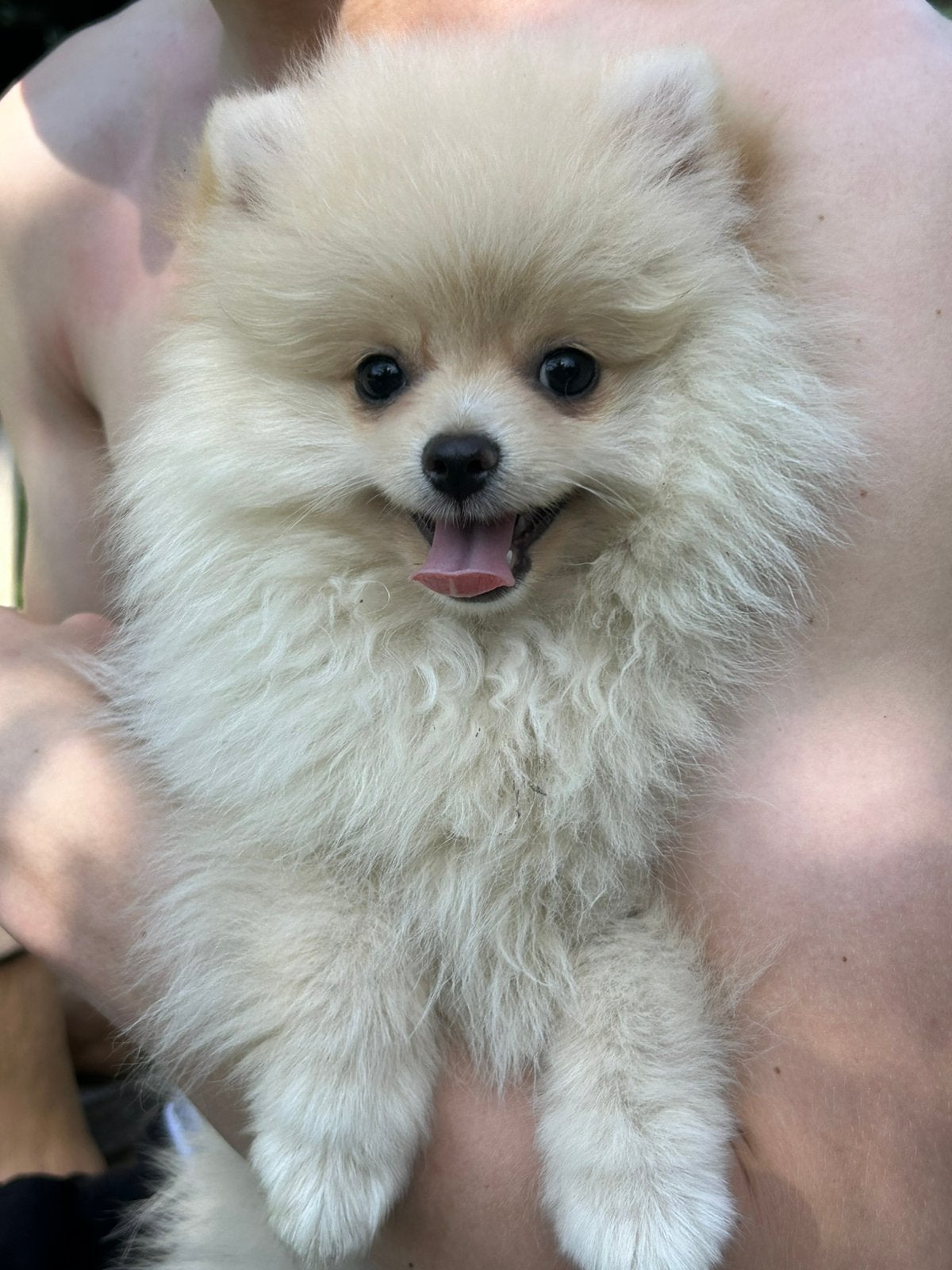 Prachtige mini pomeriaan pups ( bear face), Dieren en Toebehoren, Parvo, België, Particulier, Keeshond