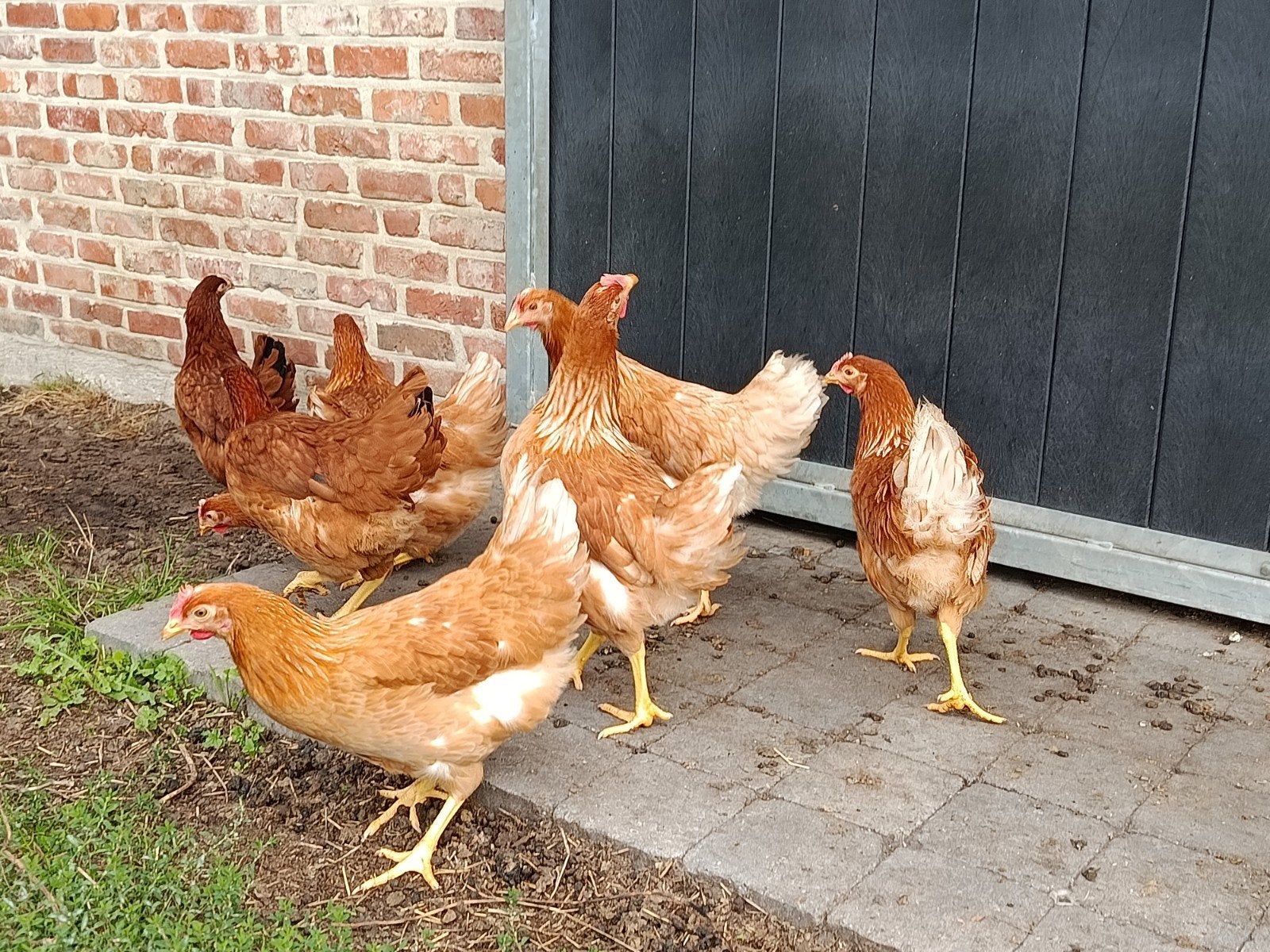 isa brown jonge legkippen, Dieren en Toebehoren, Kip