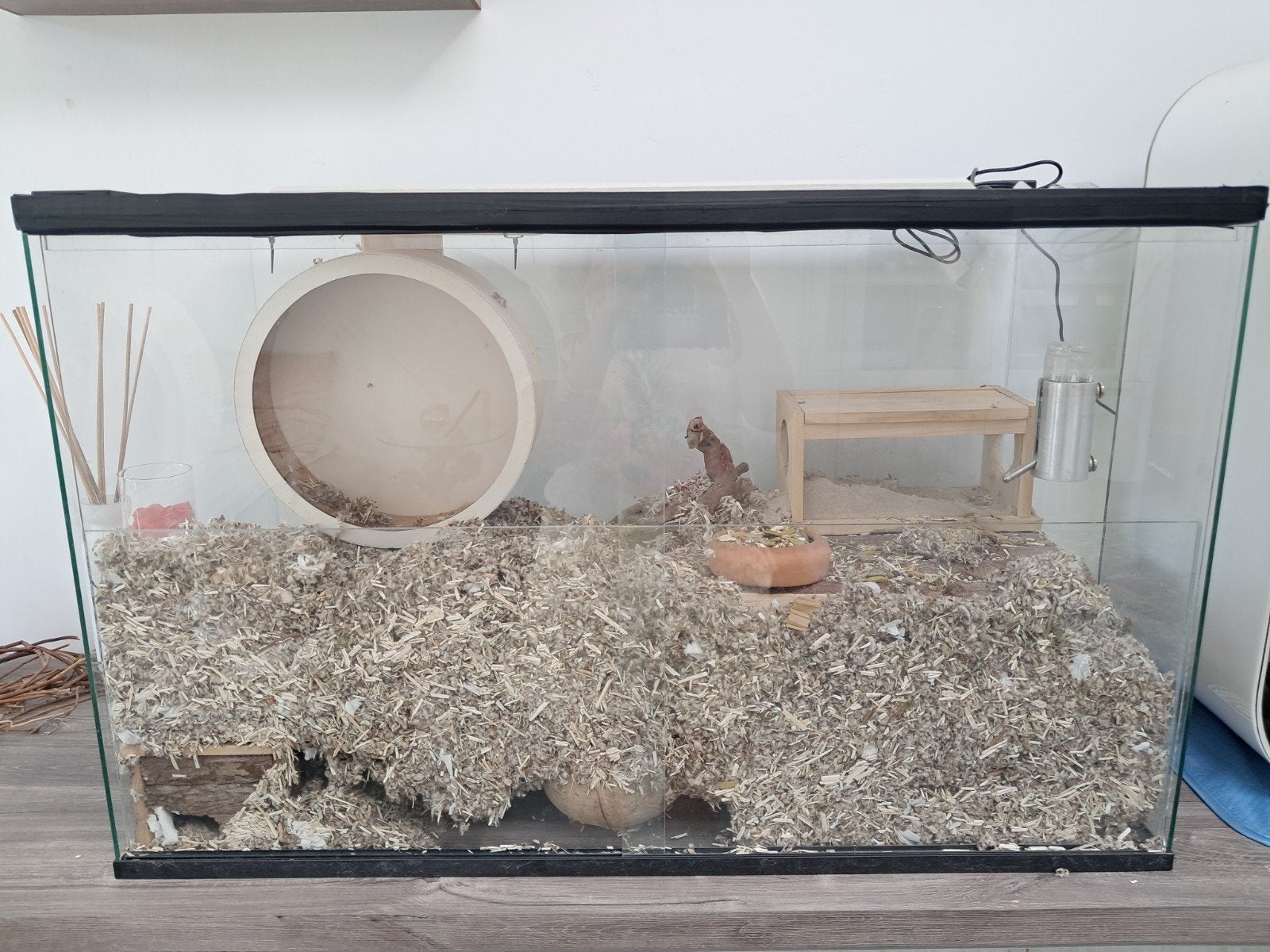 twee vrouwelijke gerbils met gerbilarium, Ophalen
