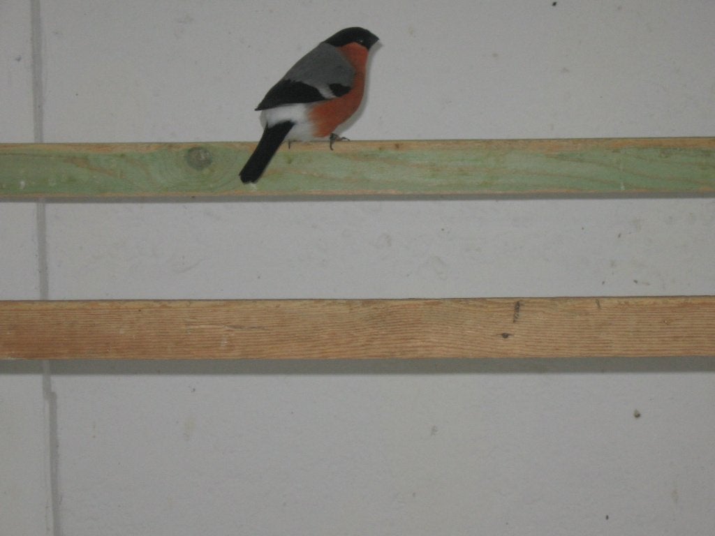 Goudvink, Mannelijk, Wildzangvogel, Geringd