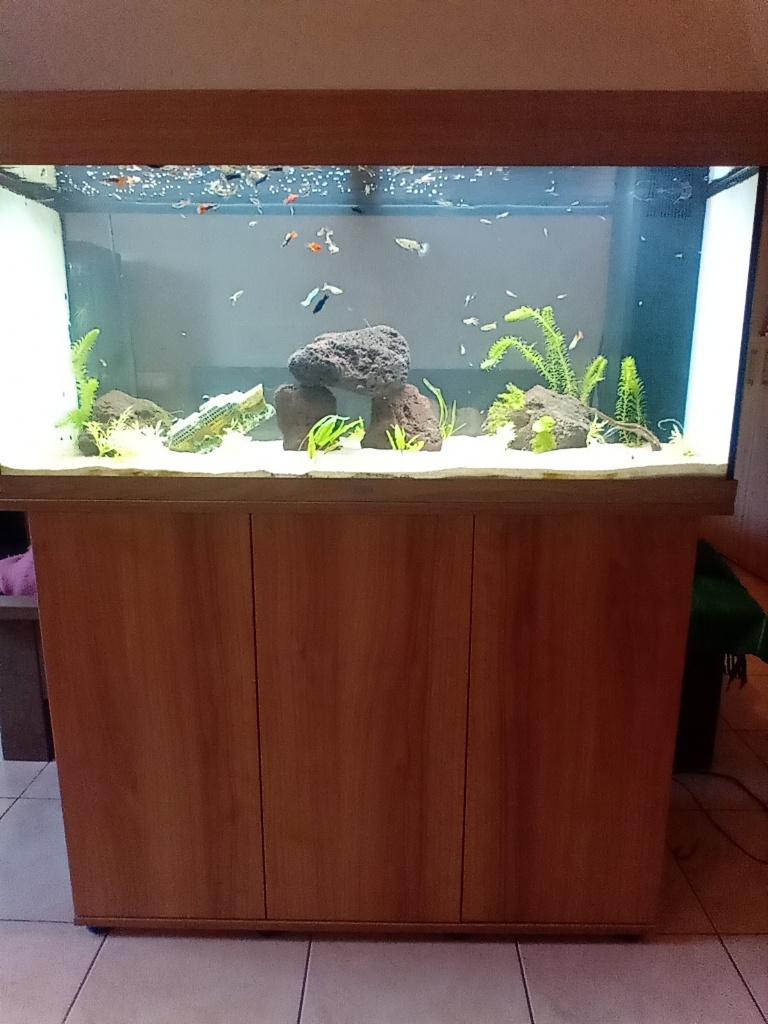 Juwel 180l, Dieren en Toebehoren, Ophalen, Inclusief vissen, Juwel