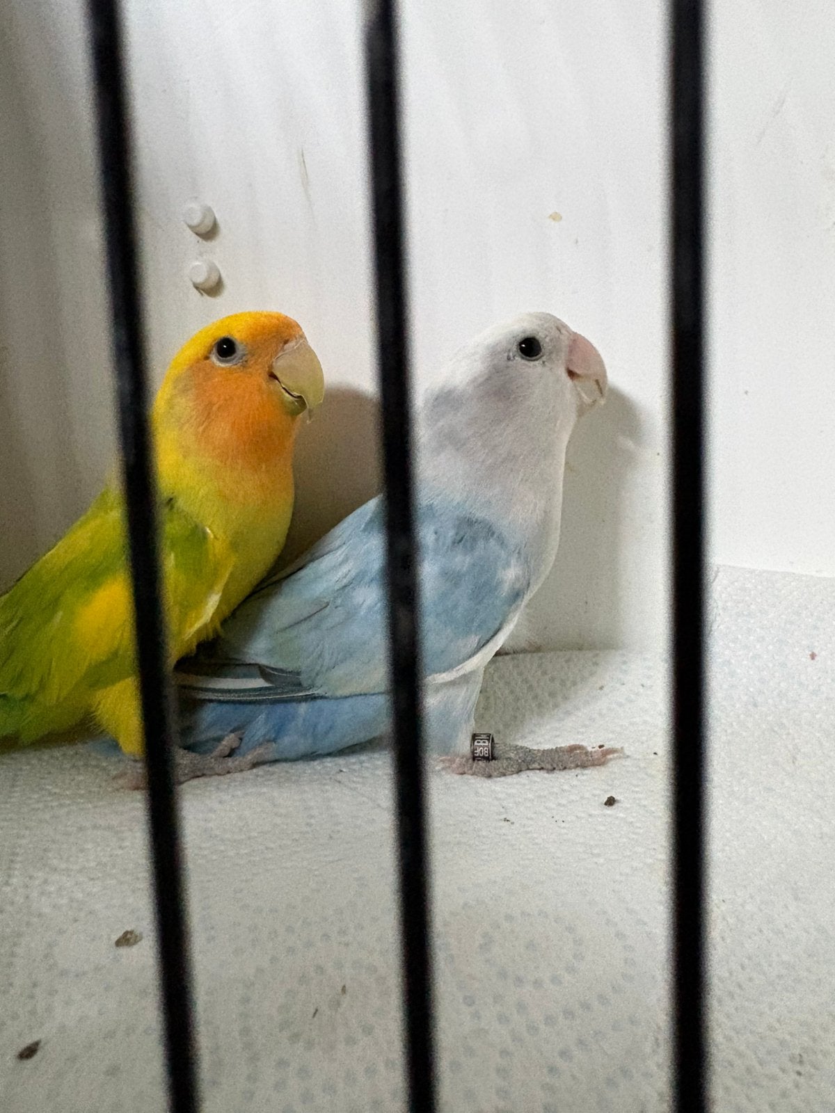 rosei colli - agapornis, Dieren en Toebehoren, Vogels | Parkieten en Papegaaien, Meerdere dieren, Dwergpapegaai of Agapornis
