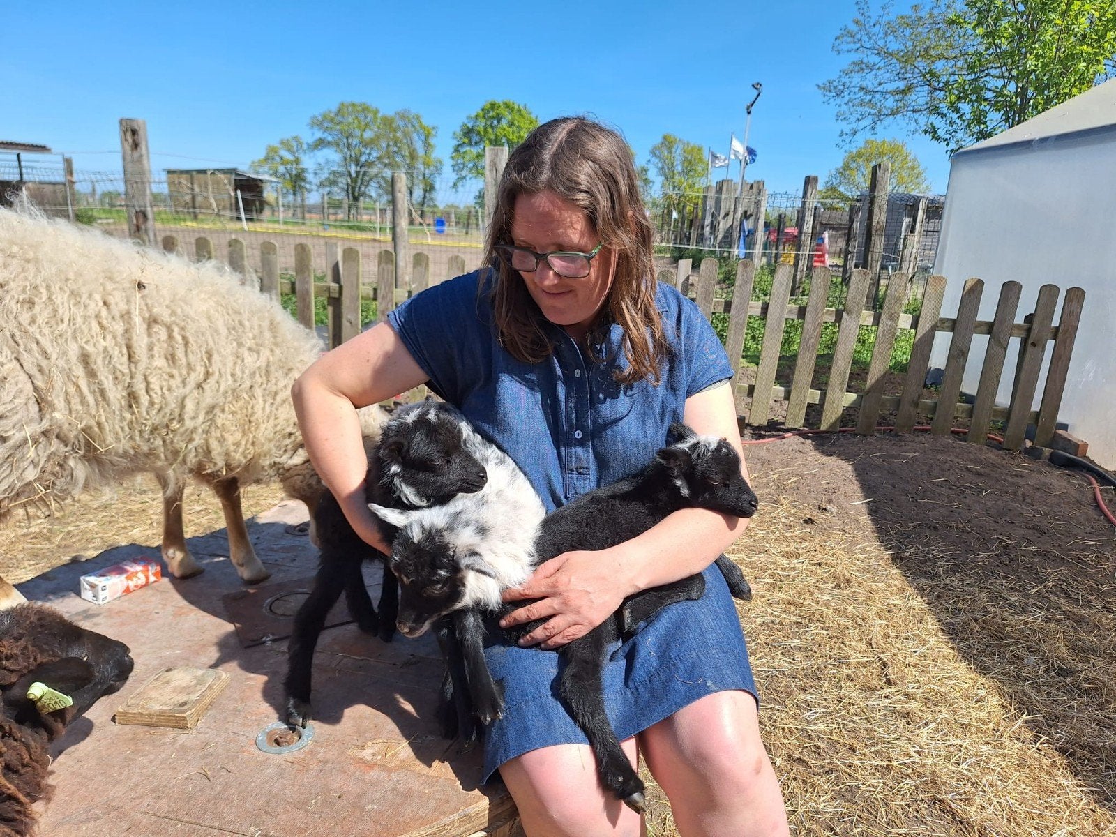 Mini schaapjes  handtam, Dieren en Toebehoren, Schapen, Geiten en Varkens