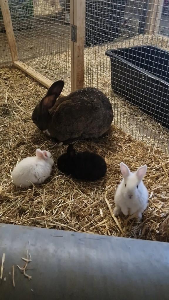 Duitse reus, Dieren en Toebehoren, Konijnen