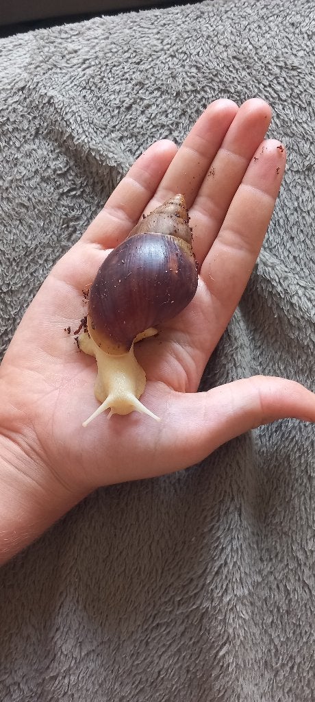 Afrikaanse reuzenslakken, Dieren en Toebehoren, Reptielen en Amfibieën, Tam