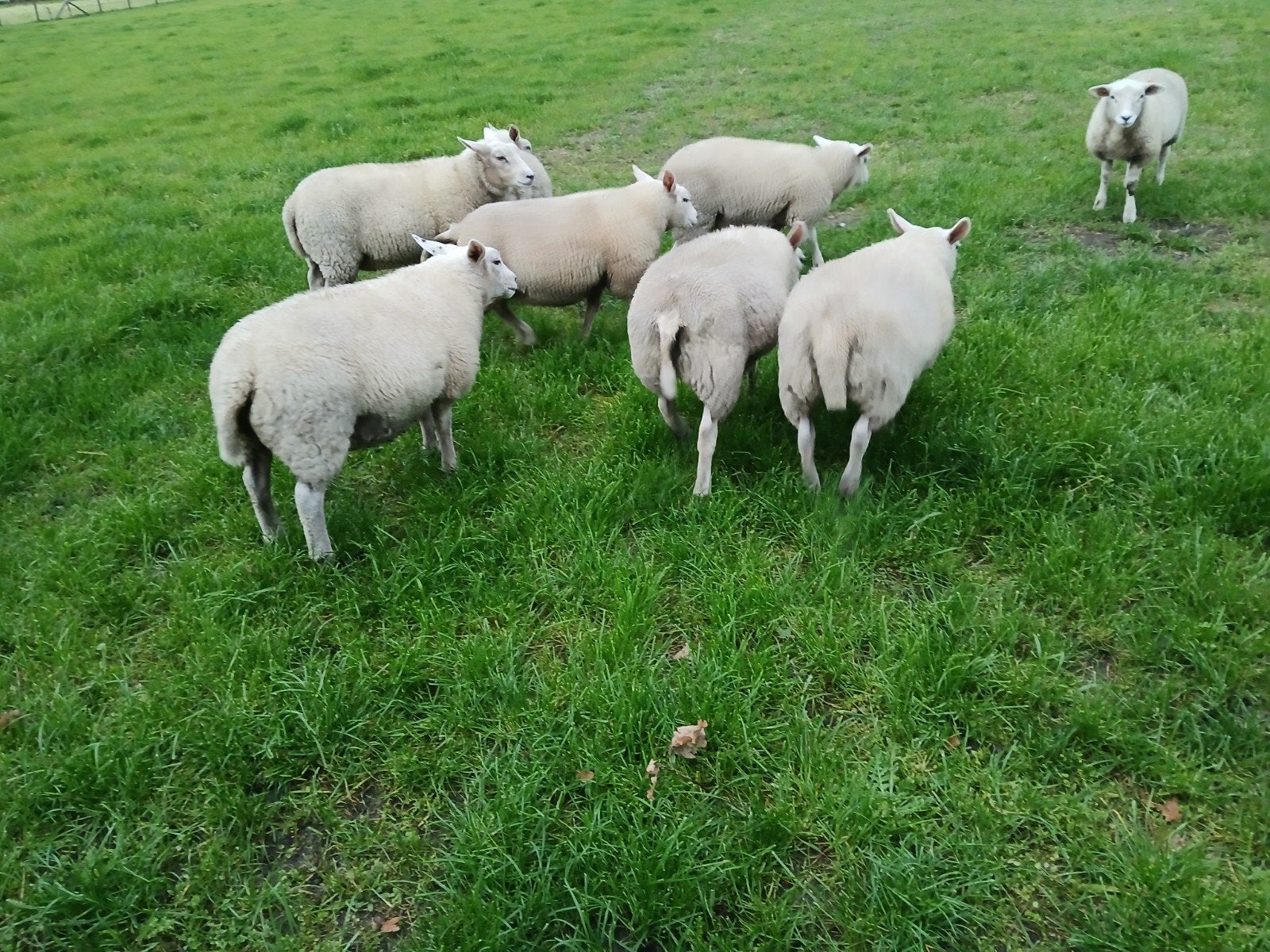 jonge ooien, Dieren en Toebehoren
