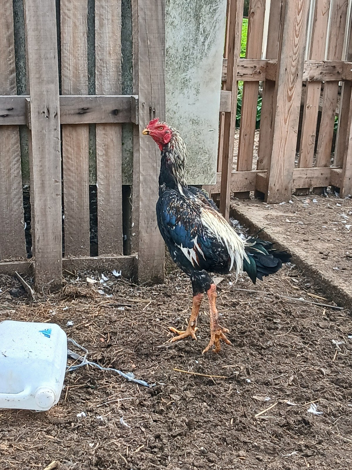 Shamo 2025, Dieren en Toebehoren