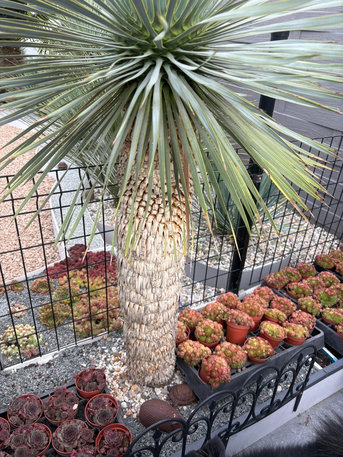 Yucca rostrata, Tuin en Terras, Planten | Bomen, Ophalen