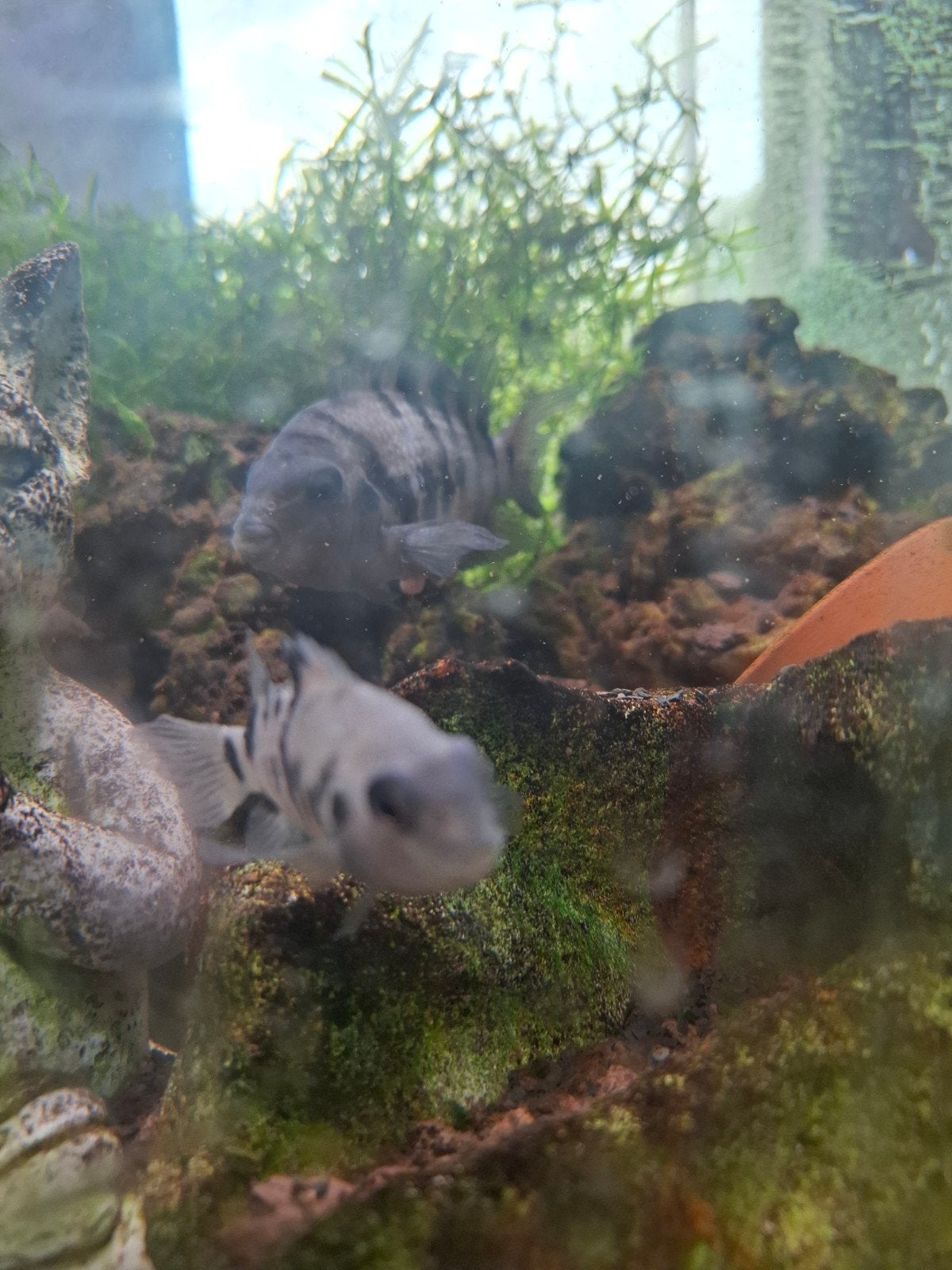 3 mannen & 1 vrouw zebra chiclide! volwassen GRATIS