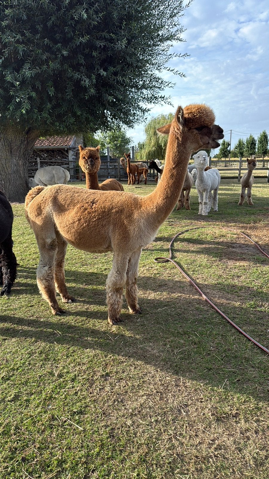alpacamerrie, Dieren en Toebehoren, Mei, Vrouwelijk