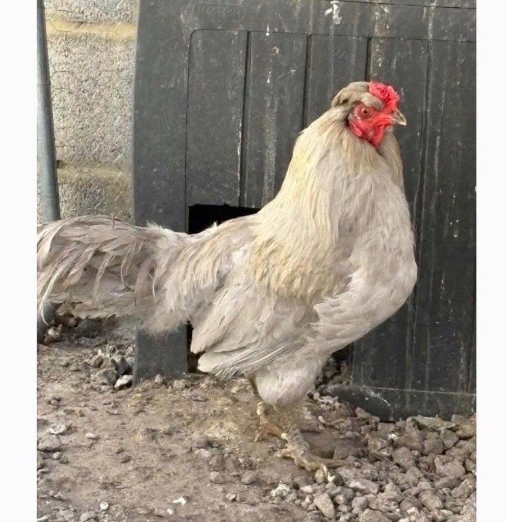 Araucana Haan gratis, Mâle, Poule ou poulet