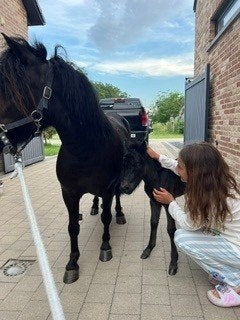 Grote maat merrie, Merrie, Met stamboom, Zadelmak, A pony (tot 1.17m)