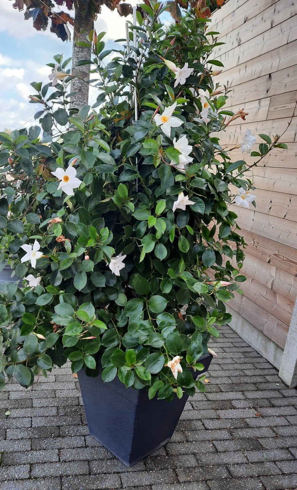 Plant   1.50  M H, Ophalen