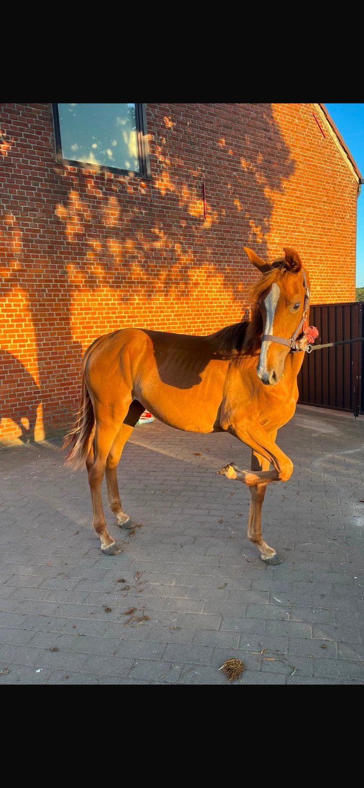 Super brave jaarling merrie, Dieren en Toebehoren, Paarden, Merrie