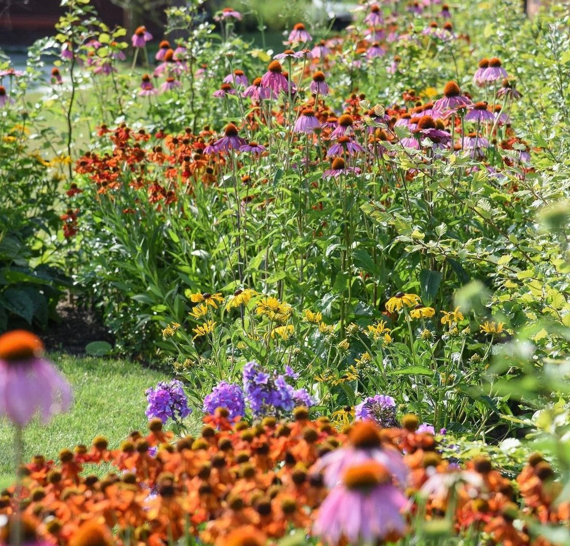 Vaste planten, Ophalen