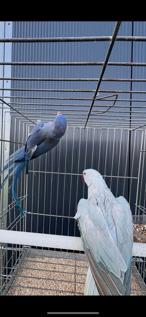 Kweekkoppel halsbanden blauw gezoomd x violet, Meerdere dieren, Parkiet, Geringd