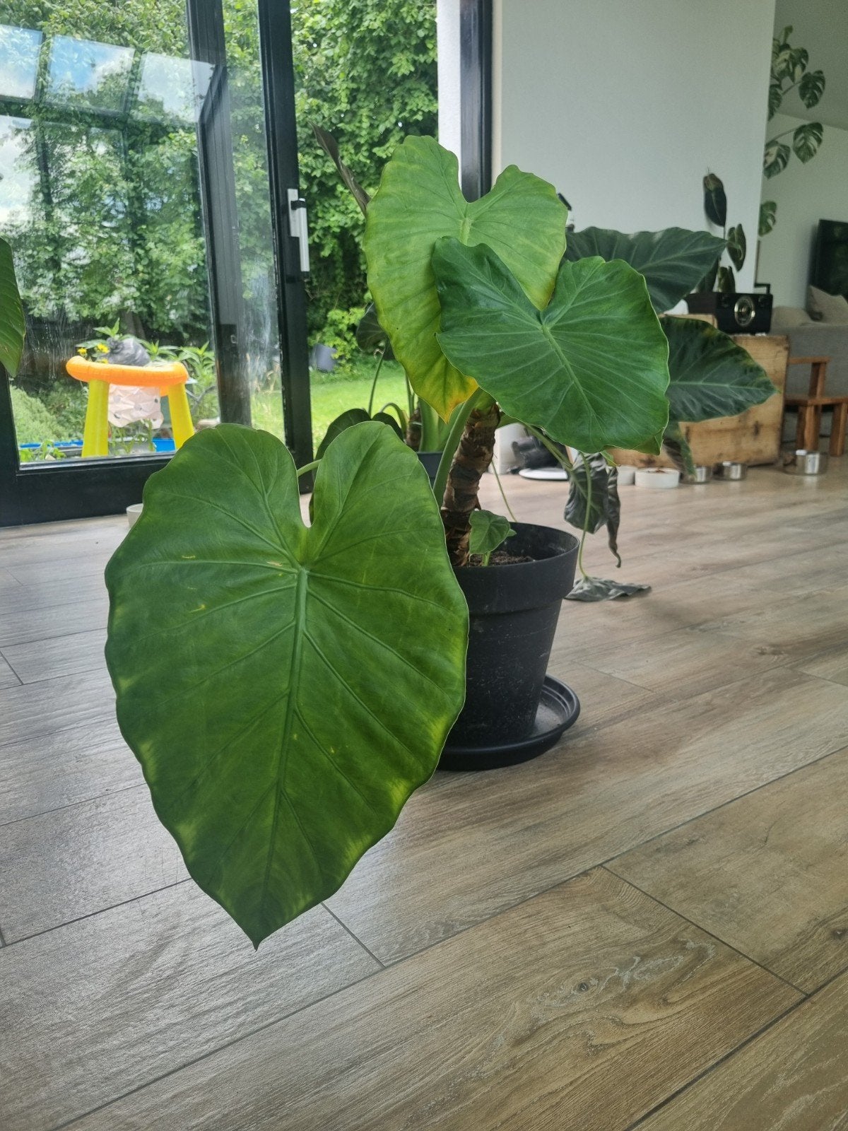 Alocasia kamerplant, Huis en Inrichting, Kamerplanten, Ophalen