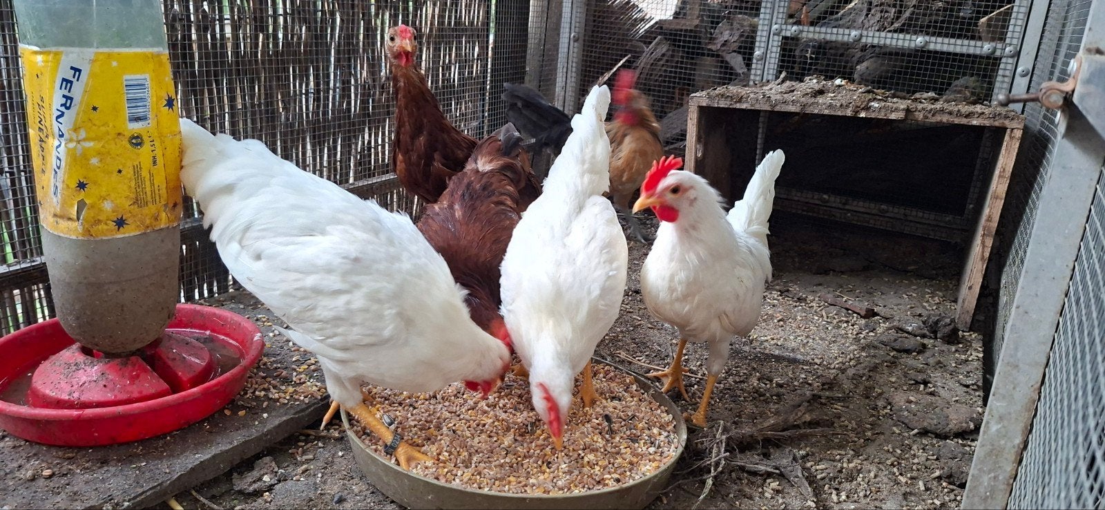 leghorn kriel haantjes, Dieren en Toebehoren