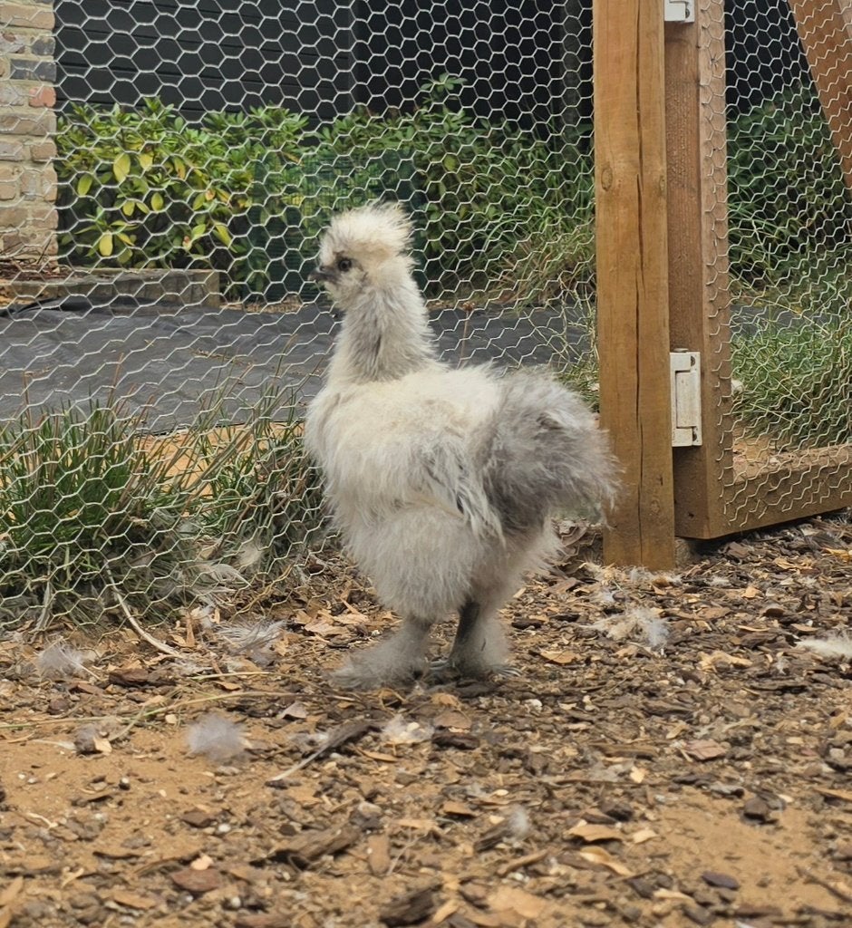 USA zijdehoender hen, Dieren en Toebehoren, Pluimvee