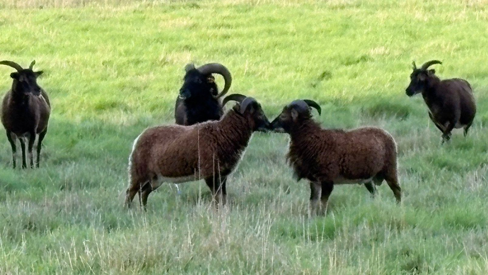Soay bok 2026