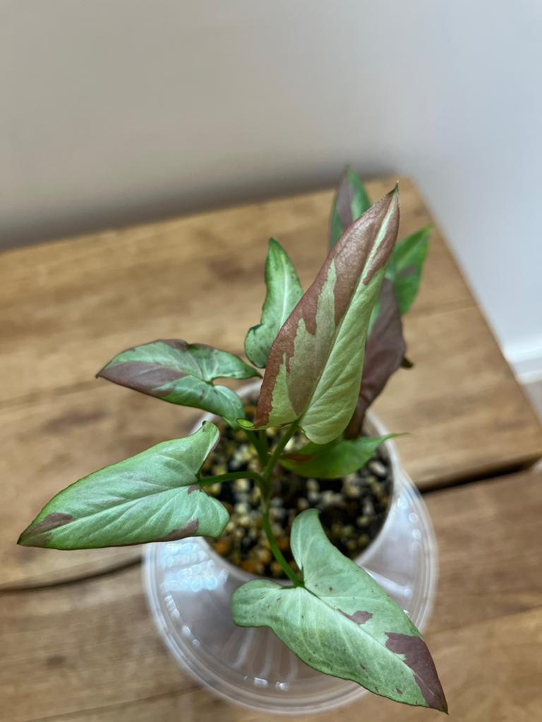 Syngonium Orm Nagpum Pink, Envoi