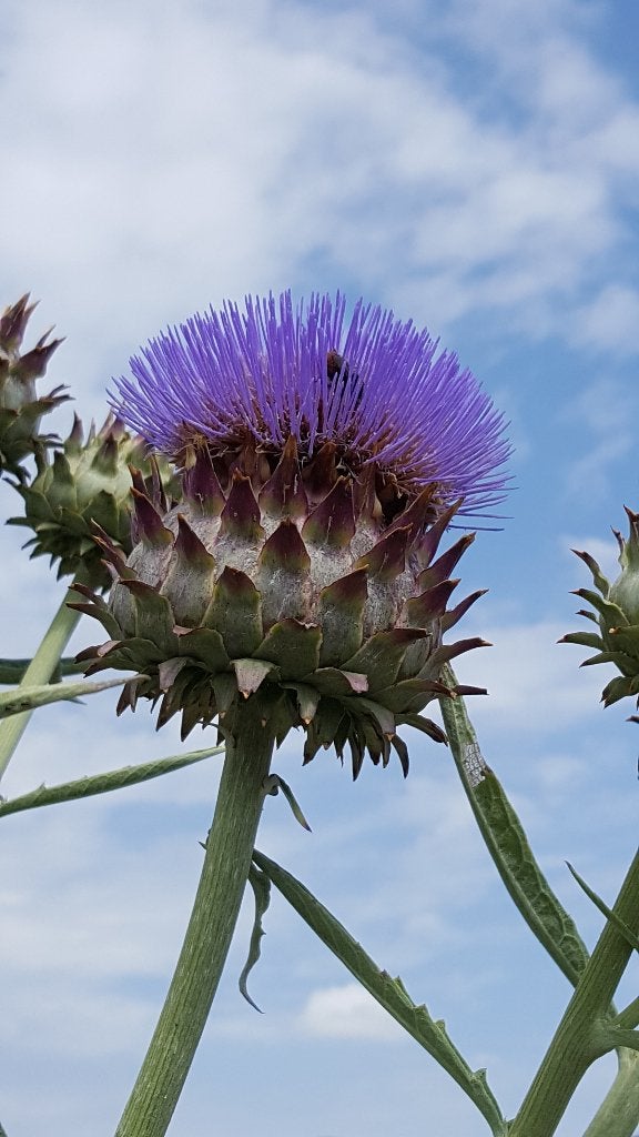 Plant Cynara Cardunculus - Cardoen, Overige soorten, Volle zon, Vaste plant, Ophalen of Verzenden