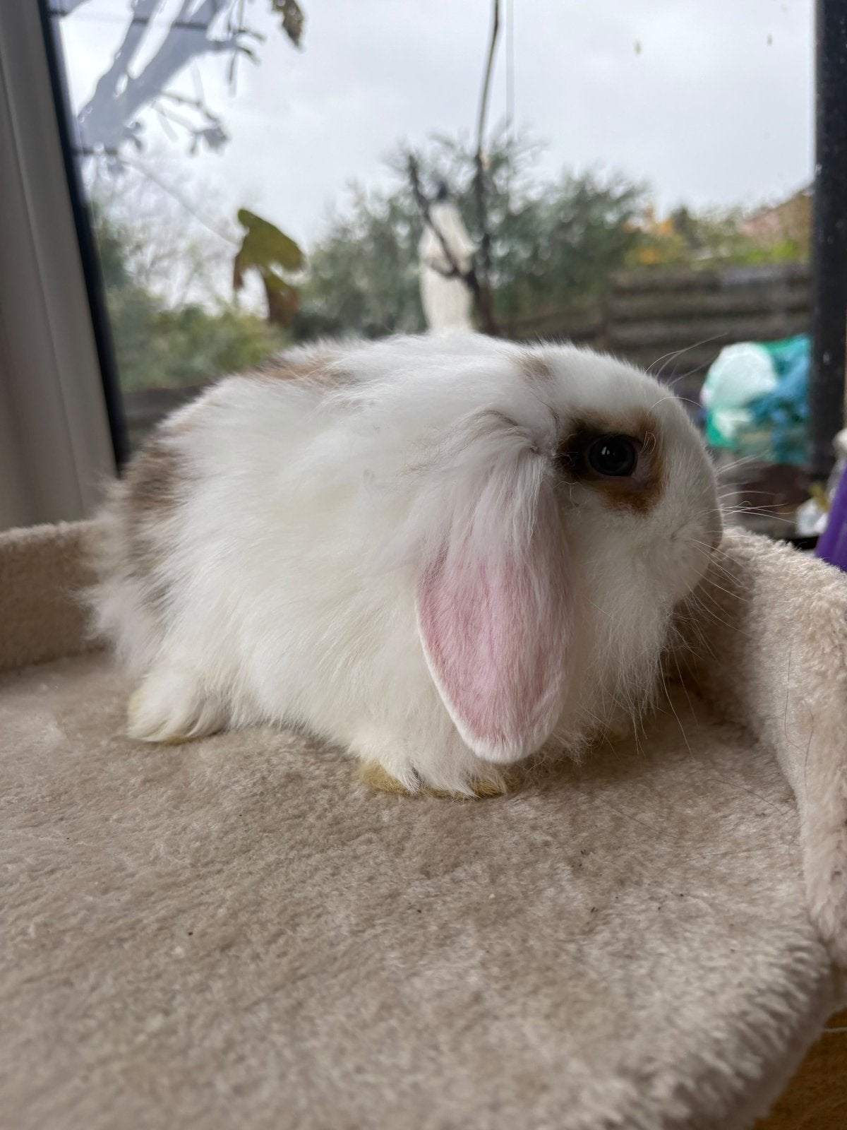 Baby konijn te koop
