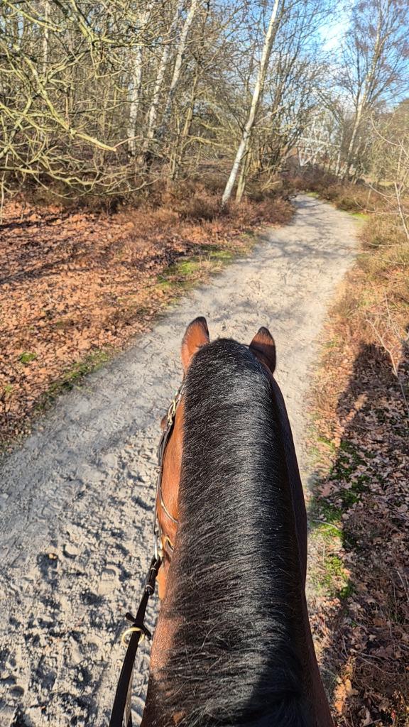 Trakhener recreatie stap bos paard, Dieren en Toebehoren, Paarden, Met stamboom, Ruin, 160 tot 165 cm, 11 jaar of ouder
