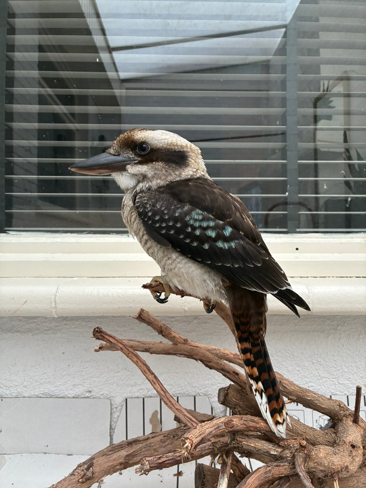 Kookaburra, Geringd