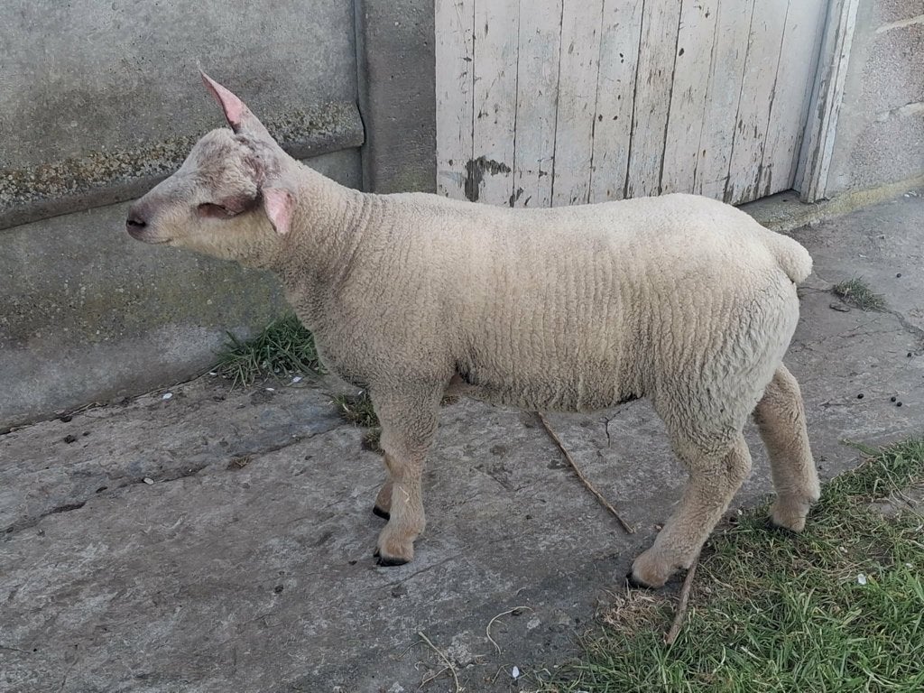 Mooie charolais ramlam, Dieren en Toebehoren, Schapen, Geiten en Varkens, Mannelijk, Schaap
