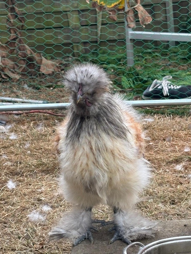 Zijdehoen haan, Dieren en Toebehoren, Mannelijk, Kip