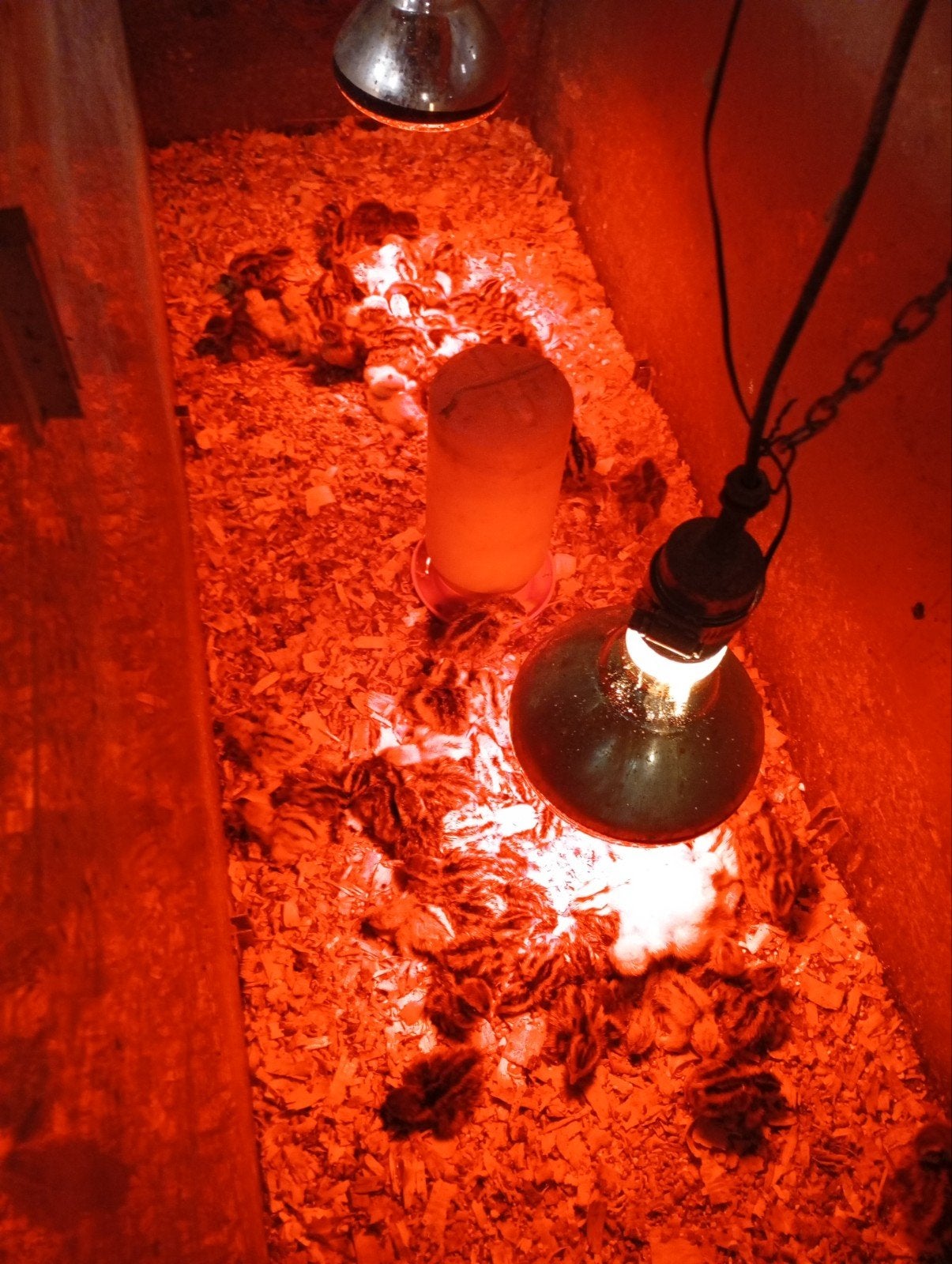 Japanse kwartels kuikens alle kleurslagen, Dieren en Toebehoren, Pluimvee, Meerdere dieren, Overige soorten