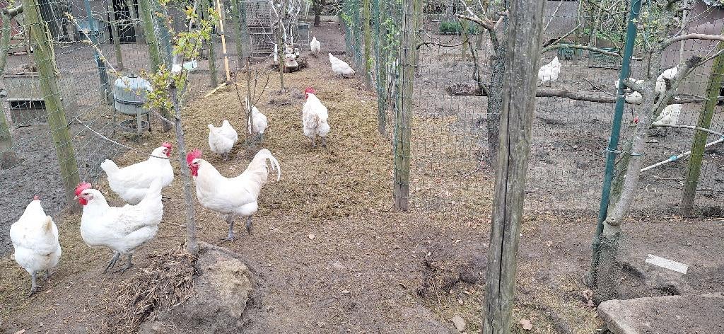 Broedeieren mechelse koekoek en poule de bresse, Dieren en Toebehoren