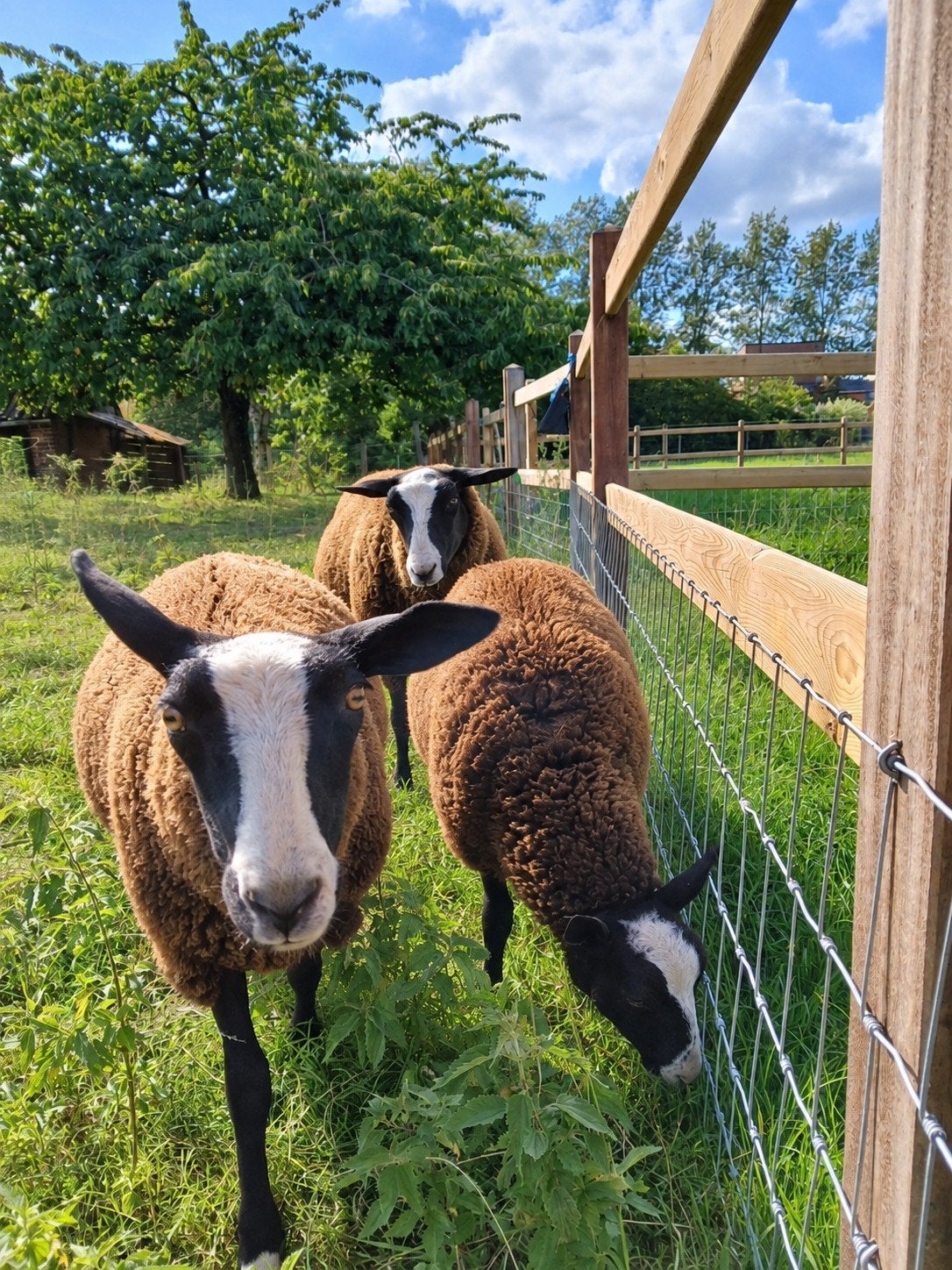 À vendre : 3 agneaux Zwartbles — printemps 2026, Femelle, Mouton, 0 à 2 ans