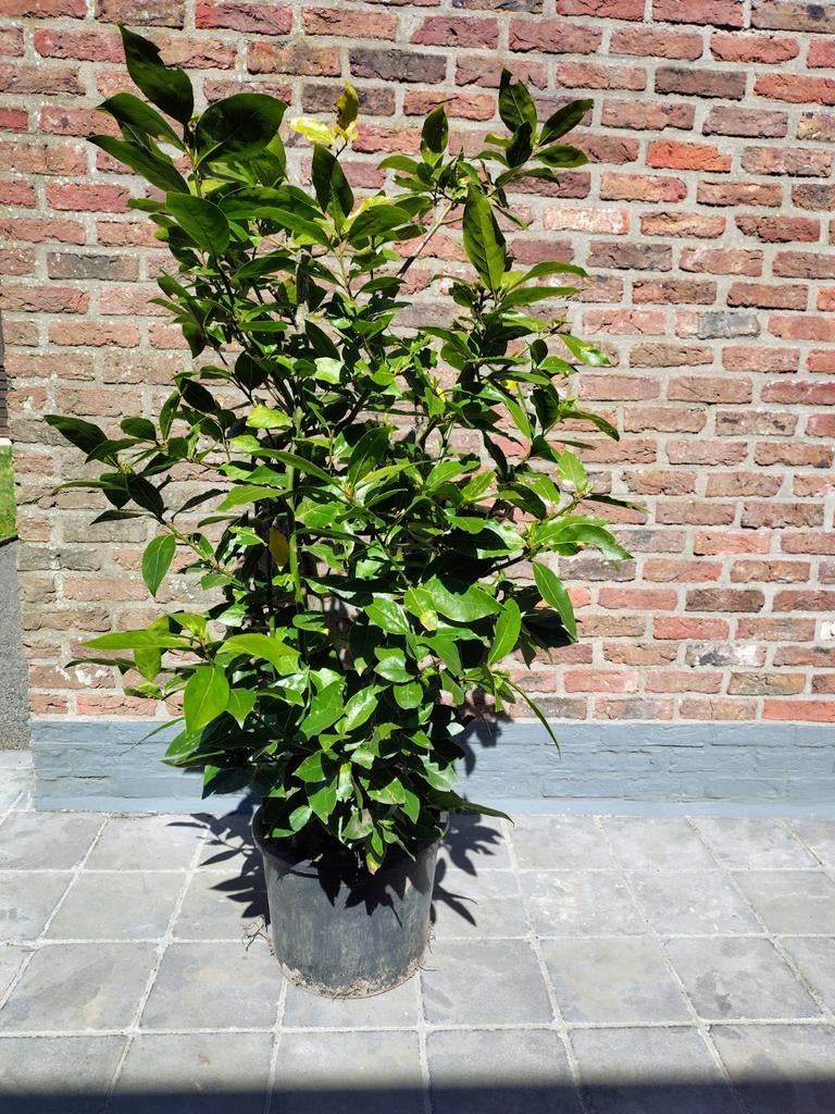 Laurier plant in pot 1.80m20€., Tuin en Terras, Ophalen, Laurier
