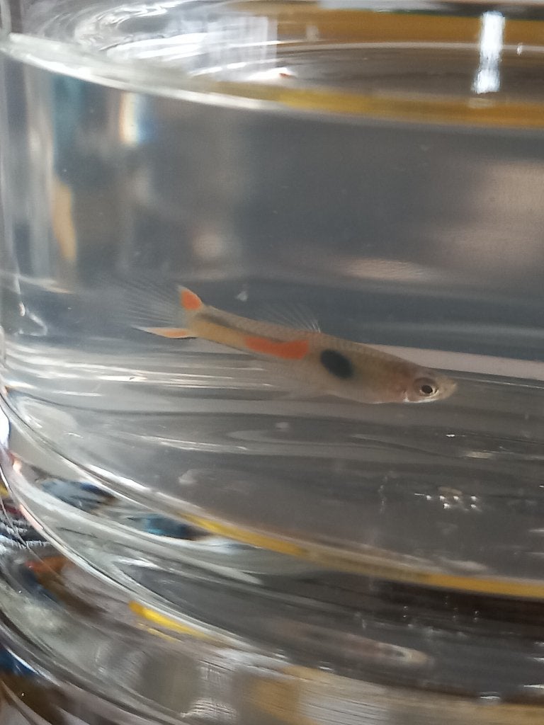Endler gupjes, Dieren en Toebehoren, Vis, Zoetwatervis
