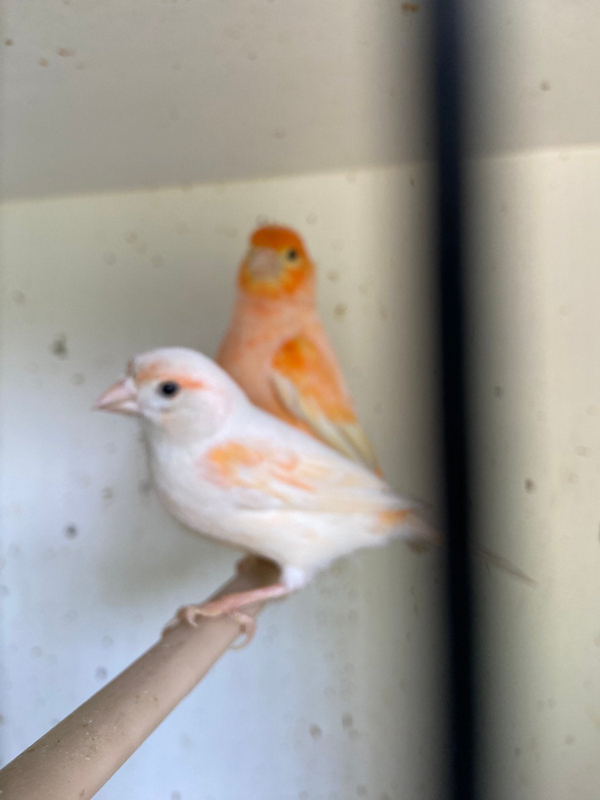 Kanarie Koppel rood mozaiek, Plusieurs animaux, Bagué